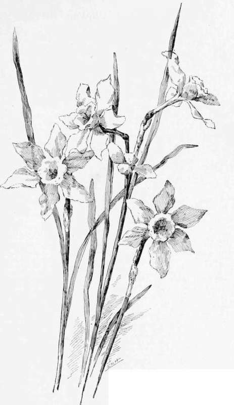 Daffodils 2. Pen Drawing By E.M. Hallowell