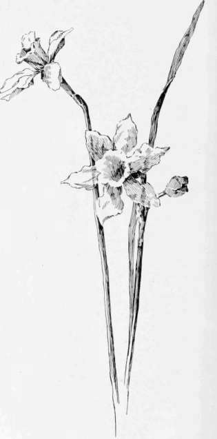 Daffodils. Pen Drawing By E M Hallowell