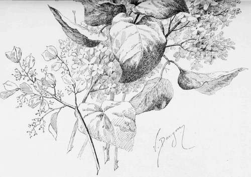 First of the Series: Lilacs. Pen Drawing by Victor Dangon.