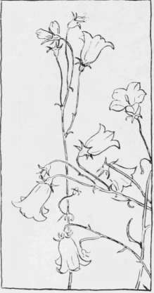 Harebell in Nature. By Jean W. Inglis.