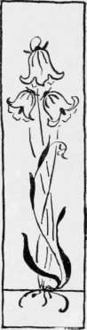 Harebell:
