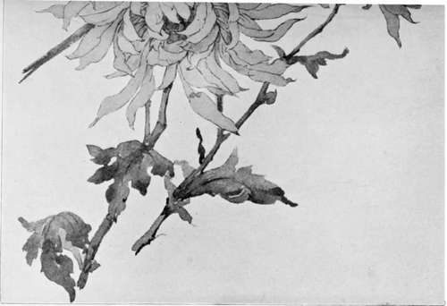 Japanese Chrysanthemums: Study In Water Colours. By Clara Goodyear.