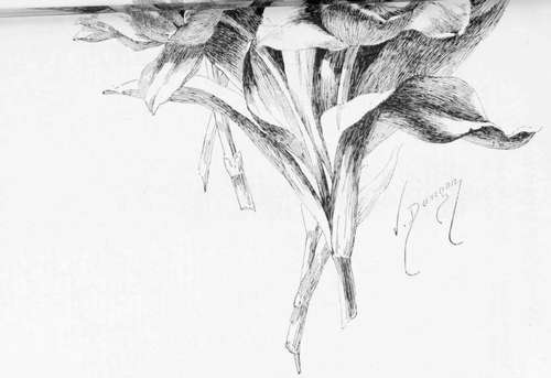 No. 8.   Tulips. Pen Drawing by Victor Dangon.