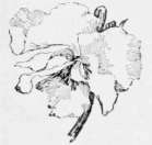 Pen Studies Of Pansy Blossoms By Em Hallowell