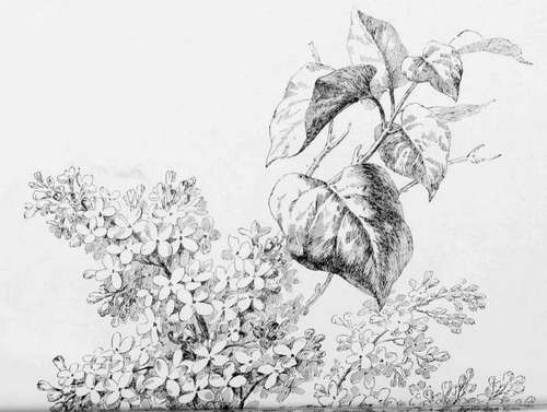 The Training Of An Illustrator A Preliminary Glanc 18