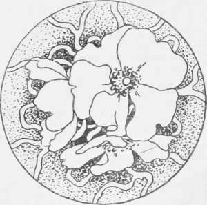 Top of the Cover of the Rose Jar