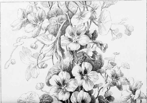 XII Nasturtiums Their Treatment In Oil And Water C 168