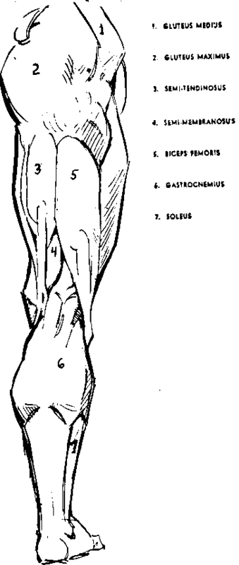 Thigh And Leg