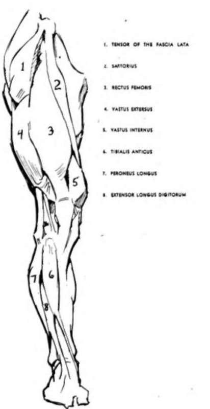 Thigh