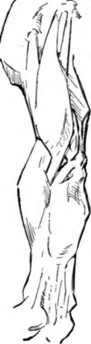 Upper Limbs 3