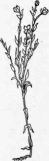 Fig 103. The flax plant grows 20 to 40 inches in height.