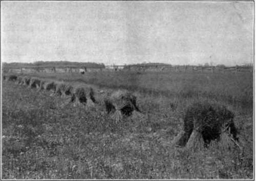 Fig. 104. The stooks of flax.
