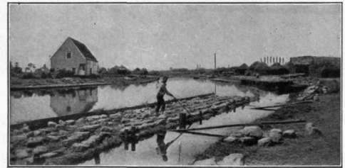 Fig. 106. Flax retting at Courtrai, Belgium.