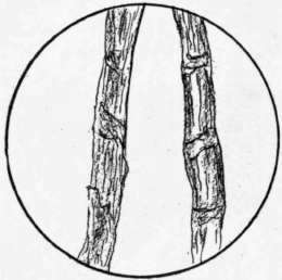 Fig. 108. Flax fibers magnified.