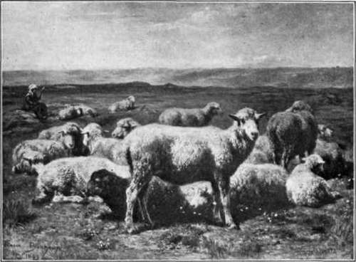 Fig. 115. These peaceful looking sheep provide our wool clothing.