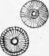 Fig. 140. Eyelets were made by some girls, in the front of their middy waists.