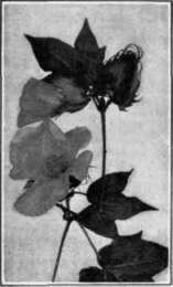 Fig. 5. The flower and leaf of the cotton plant. The size of the flower is about four inches across.