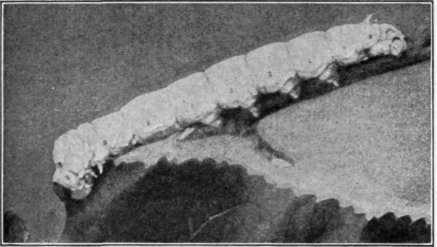 Fig. 63. Corticelli silkworm, eating.