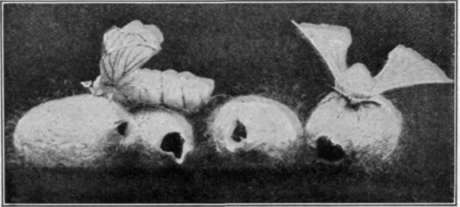 Fig. 65. Corticelli cocoons from which the moths have emerged.