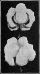 Fig. 7. Cotton bolls when burst are about the size of a small apple.
