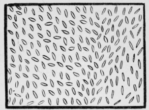 141-Rice-Stitch-221