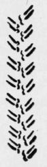 64-Double-Feather-Stitch-113