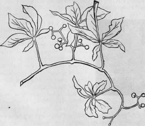 Fig. 77. Design for embroidery from a drawing lesson.