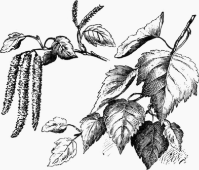 Catkins and Leaues of Birch Tree.