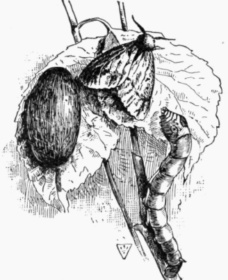 Silkworm, Cocoon, and Moth