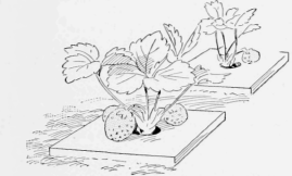 Growing Strawberries on the Surface of a Board Where They will Ripen Fast and Keep Clean