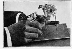 Placing the Flowers on the Steel Pins and Pouring the Dry Sand around Them