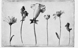 The Dried Flowers