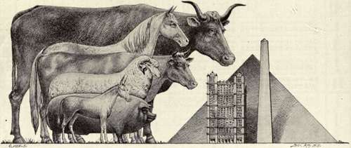 Diagram Of Cuts Of Mutton 200