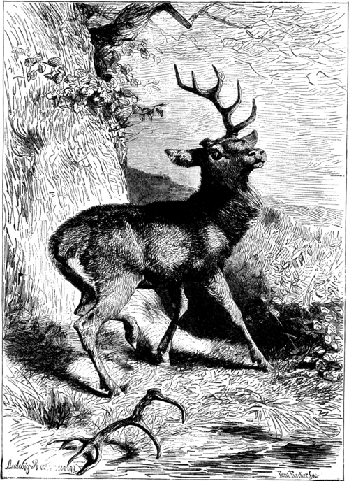 METAMORPHOSIS OF DEER'S ANTLERS. FIRST STAGE.