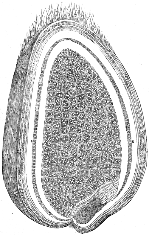 SECTION OF A GRAIN OF WHEAT MAGNIFIED.