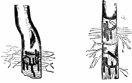 FIGS. 1 and 2 Mines of Corthylus
