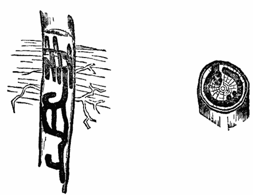 FIGS. 3 and 4 Mines of Corthylus