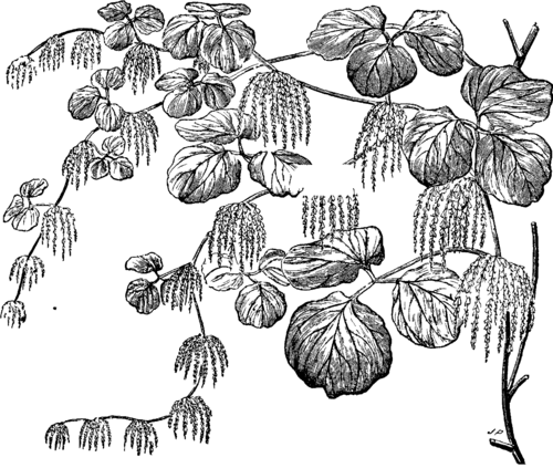 FLOWERING SPRAY OF DIOSCOREA RETUSA.