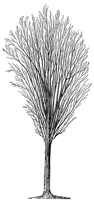 Identification 417 10d