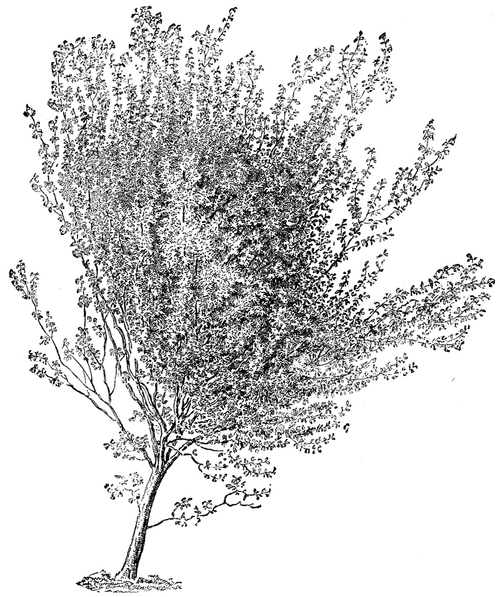 YOUNG ZELKOWA TREE (21 FEET HIGH)