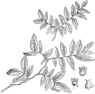 Zelkowa Crenata 417 10b