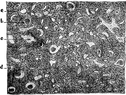 FIG. 1. Lancashire cannel coal; longitudinal section, X200.