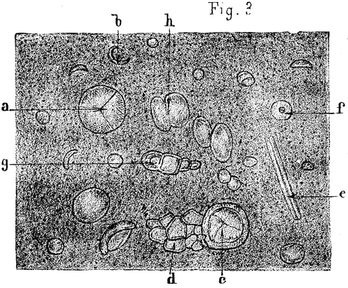 FIG. 3. Commentry cannel coal, X200.