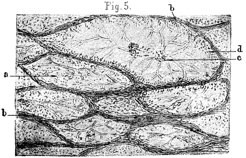 FIG. 5. Boghead from New South Wales, X500.