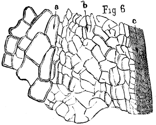 FIG. 6. <i>Arthropitus gallica</i>, St. Etienne; transverse section, X200.