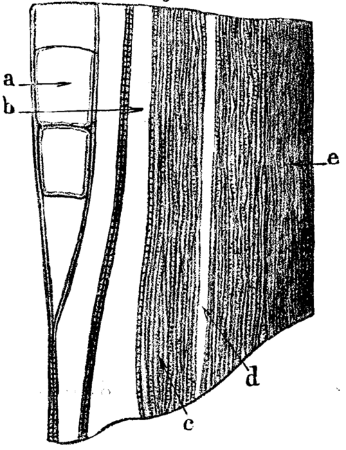 FIG. 7. <i>Arthropitus gallica</i>, St. Etienne; tangential longitudinal section.