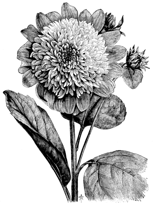 HELIANTHUS MULTIFLORUS FL PL.