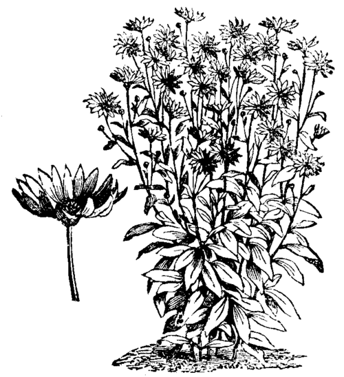 HELIANTHUS RIGIDUS (SYN. HARPALIUM RIGIDUM).