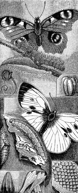 THE CABBAGE AND PEACOCK BUTTERFLIES.