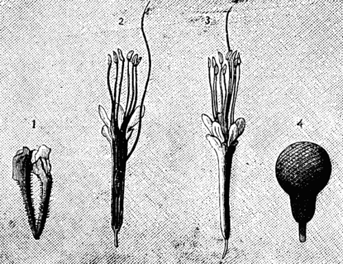 Fig. 8 FLOWERS OF PARKIA.
